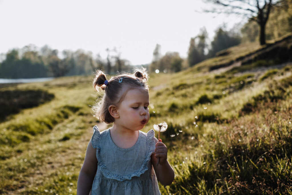 Mädchen pustet in der Abendsonne eine Pusteblume, Familienfotografie Flensburg